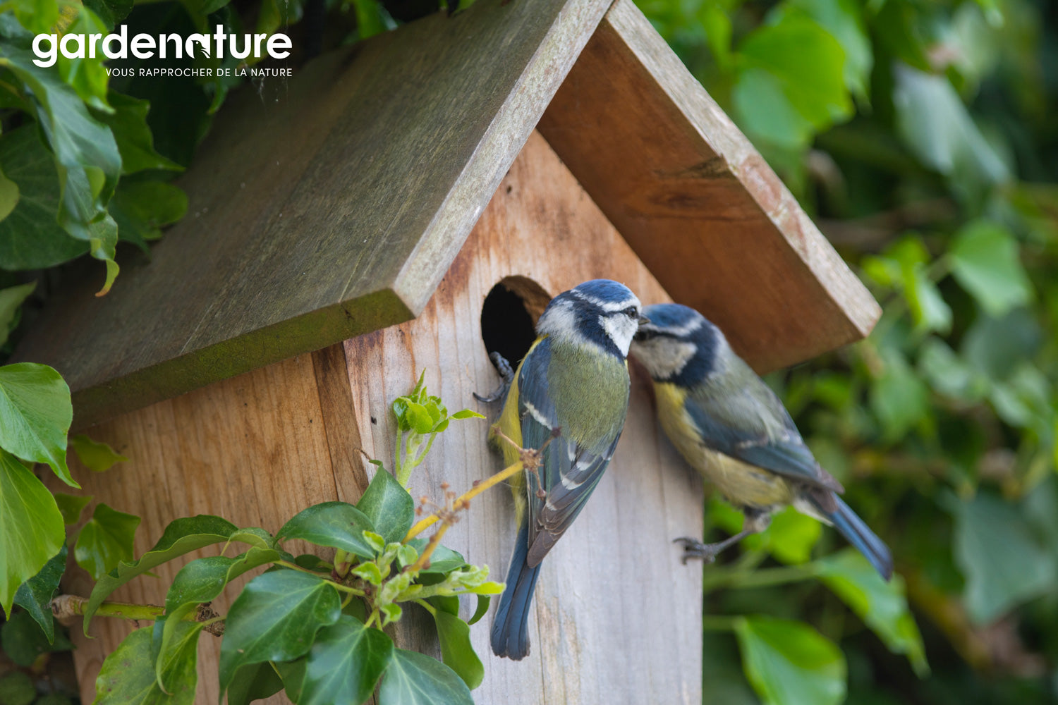 Accueillir les oiseaux au jardin : les bonnes pratiques à suivre - Côté  Maison